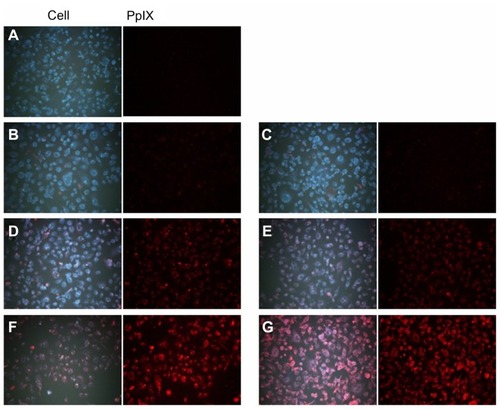 Figure 4 Fluorescence images of HuCC-T1 cholangiocarcinoma cells after treatment with ALA and ALA-PVA nanofiber.Notes: (A) zero ALA; (B) 10 μg/mL ALA; (C) 10 μg/mL ALA-PVA nanofiber; (D) 25 μg/mL ALA; (E) 25 μg/mL ALA-PVA nanofiber; (F) 100 μg/mL ALA; (G) 100 μg/mL ALA-PVA nanofiber.Abbreviations: ALA, 5-aminolevulinic acid; PpIX, protoporphyrin IX; PVA, poly(vinyl alcohol).