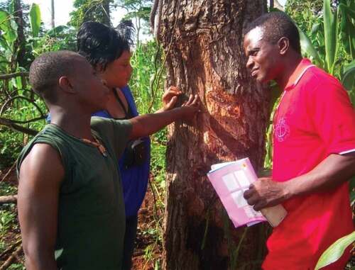 Figure 1. Baka Pygmy explaining the medicinal properties of this tree.