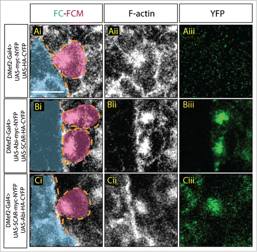 Figure 1. Visualization of Abi-SCAR complex formation using split YFP during myoblast fusion. Stage 15 embryo stained for F-actin (phalloidin, white) to label fusion site, and YFP (GFP antibody, green) to detect YFP reconstitution, FCM (magenta, false colored), and FC/myotube (turquoise, false colored). (Ai-Aiii) To visualize the background fluorescent level, UAS-myc-NYFP and UAS-HA-CYFP were expressed in the muscles under the control of muscles specific driver DMef2-Gal4. (Bi-Biii) UAS-Abi-myc-NYFP and UAS-SCAR-HA-CYFP; or (Ci-Ciii) UAS-SCAR-myc-NYFP and UAS-Abi-HA-CYFP were expressed in the muscles under the control of DMef2-Gal4. The reconstituted YFP signals indicate sites of Abi-SCAR interaction. Scale bar: 5 μm.