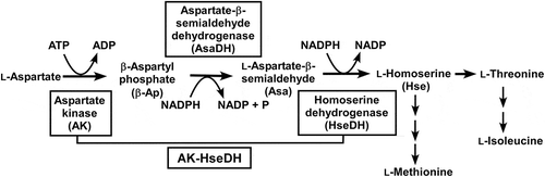 Figure 1. Biosynthetic pathway from L-aspartate to L-homoserine.