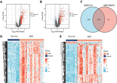 Figure 1 DEGs identification (A and B) Volcanic maps showing DEGs from GSE3112 and GSE128470. Red, blue, and gray dots represent significantly up-regulated, downregulated, and non-significantly expressed DEGs, respectively (C) DEGs between GSE3112 and GSE128470. The two datasets had an overlap of 219 genes. (D and E) Heatmaps showing DEGs from GSE3112 and GSE128470.