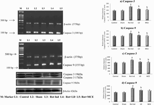 Figure 7. RT-PCR and western blot analysis of Caspase 3 and 9 in the striatum of experimental rats. mRNA expression of Caspase-3 (a) and Caspase-9 (b), protein expression of Caspase-3 (c) and Caspase-9 (d). Values are expressed as mean ± SEM for three experiments in each group. Values are statistically significant at the level of P < 0.05 where ‘a’ represents Control, Sham Vs other groups, ‘b’ represents Rot Ind vs LD, MCE.