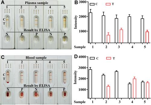 Figure 6 Detection results of actual samples of this kits for H-FABP in plasma and blood samples. Detection results of plasma for H-FABP observed by the naked eyes (A) and auxiliary interpretation results by ImageJ and GraphPad Prism (B); Detection results of blood for H-FABP observed by the naked eyes (C) and auxiliary interpretation results by ImageJ and GraphPad Prism (D).