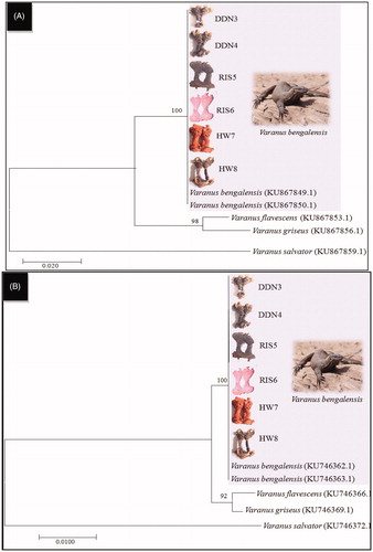 Figure 2. Cytochrome b (A) and 16s ribosomal RNA (B) sequences based Neighbor-Joining (NJ) tree of purchased samples with previously published references sequences (Rajpoot et al., Citation2016) of four Indian Varanus species.