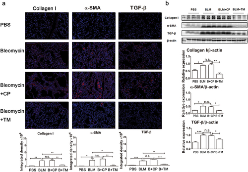 Figure 2. Immunization with the Tocilizumab mimotopes reduced the accumulation of fibrosis-related proteins (a) The tissue sections were thawed, dried, and then fixed with 4% paraformaldehyde PBS. Paraffin-embedded sections were deparaffinized by immersion in xylene, followed by dehydration in ethanol. After antigen retrieval, the sections were incubated with the primary antibodies. To detect primary antibodies, Alexa Fluor 488-conjugated and Alexa Fluor 594-conjugated secondary antibody were added. Representative images were captured with a microscope (×200 magnification, presented bar: 50 μm). Each image of immunofluorescence was acquired at the same adjustment parameters. Red (collagen I): black (15.0) gamma (0.8) white (130.0); red (α-SMA): black (5.0) gamma (1.0) white (30.0); red (TGF-β): black (5.0) gamma (0.8) white (100). (b) Tissue protein extraction was performed with tissue extraction reagent I. Lysates were separated by SDS-polyacrylamide gel electrophoresis and then transferred to PVDF membranes. The membranes were blocked with 5% bovine albumin and then treated with the primary and secondary antibodies. The membranes were scanned using a chemiluminescence/fluorescence image analysis system. The results showed that Tocilizumab mimotope immunization could significantly reduce the expressions of TGF-β, α-SMA and collagen I. (mean ± SEM; ***p < .001; **p < .005; *p < .05; n.s. non-significant; Representative image, n = 6 mice per group).