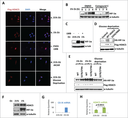 Figure 7. AMPK-triggered cytosolic shuttling of HDAC5 facilitates HIF-1α accumulation. (A) Effect of AMPK on HDAC5 subcellular localization. HeLa cells with stable Flag-HDAC5 were established and cultured in with 0.25 mM AICAR, or in 1% O2 for 6 h, or in glucose depleted medium (0 mM Glc) for 12 h. Cells were stained with anti-Flag and DAPI. (B) AMPK inhibition impairs hypoxic accumulation of HIF-1α. Hep3B cells were exposed to 1% O2 for 0–4 h in the presence of Compound C (Comp C, 20 μM) or DMSO. (C) Blocking nuclear export reduces hypoxic stabilization of HIF-1α. Hep3B cells were exposed to 1% O2 for 6 h in the presence or absence of LMB (20 ng/ml). (D) AMPK-facilitated HIF-1α stabilization depends on cytosolic localization of HDAC5. Hep3B cells were transfected with 2 μg of HA-HIF-1α and 2 μg of WT or the AMPK-resistant HDAC5 S259/498A mutant. Cells were cultured in glucose-free medium for 12 h. (E) AMPK enhances the ability of HDAC5 to stabilize HIF-1α. Hep3B cells were transfected with 2 μg of HA-HIF-1α and 2 μg of wt HDAC5 or cytosol-localized HDAC5 mutant (S278/279A). Cells were cultured in 21% or 1% O2 for 6 h, or in glucose free media for 12 h. (F-H) Hypoxia upregulates HDAC5 expression. Hep3B cells were cultured in 21% or 1% O2 for 6 h. HDAC5 and HIF-1α protein levels were determined by Western blotting (F). The mRNA levels of CA-IX (G: as positive control) and HDAC5 (H) were determined by qRT-RCR.