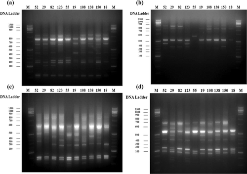 Figure 4. Polymorphisms of selected tea tree lines by RAPD analysis using various primers. OPB18 (a); OPC4 (b); OPC7 (c); and OPC10 (d).