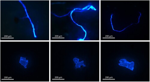 Figure 2. Example fluorescent microscopy images of some of the fibres (upper row) and fragments (lower row) of plastic found within sponge tissue from six different species in Wellington Harbour.