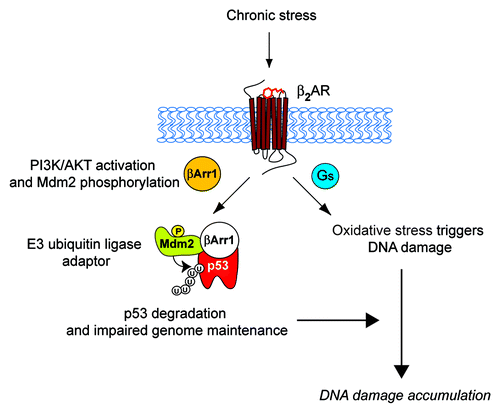 Figure 1. Schematic diagram of β2AR-dependent regulation of DNA damage in the catecholamine-mediated stress response. The stress response and activation of the sympathetic nervous system (SNS) release catecholamine stress hormones, such as epinephrine, which activate β2AR and its downstream signaling pathways. This initiates activation of Gs-PKA signaling and cytosolic β-arrestin-1 (βArr1: orange)-mediated activation of PI3K/AKT signaling leading to phosphorylation and activation of Mdm2. βArr1 in the nucleus (white) facilitates the Mdm2-mediated nuclear export and degradation of p53, compromising genome maintenance.Citation22 Meanwhile, stimulation of β2AR leads to production of reactive oxygen species by NAD(P)H oxidase,Citation23 and activation of adenylyl cyclase and PKA signaling promotes oxidative stress by suppressing antioxidative mechanisms.Citation24 Thus, these two independent G-protein and β-arrestin-mediated pathways synergistically affect the accumulation of DNA damage. P, phosphorylation at ser 166 on Mdm2; U, ubiquitination.