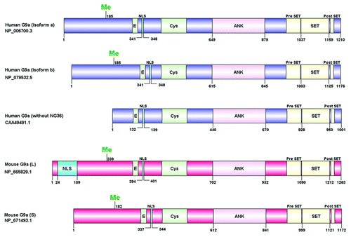 Figure 1. Schematic representation of G9a domain structure. Human and mouse G9a isoforms are shown with their respective NCBI accession ID (left). The domain structure was constructed using DOG 1.0 software. The Cysteine (Cys) rich region, ankyrin repeats (ANK) and the catalytic SET domain with flanking Pre SET and post SET regions are shown. The site for methylation (Me),nuclear localization signal (NLS) and the glutamic acid (E) rich region are denoted. Numbers indicate amino acid residues.