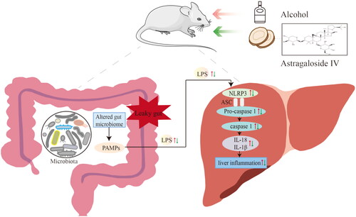 Figure 9. Schematic diagram of the protective effect of Astragaloside IV in alcohol-induced liver injury via modulating gut microbiota and regulating NLRP3/Caspase-1 signaling pathway, resulting in IL-1β and IL-18 reduction, and eventually alleviating liver inflammation. PAMP: pathogen-associated molecular patterns; NLRP3: nucleotide-binding domain-like receptor protein 3; ASC: apoptosis associated speck-like protein containing a caspase recruitment domain.