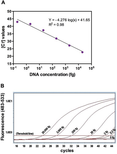 Fig. 7 (Colour online) Quantitative real-time PCR analyses of R. solani. (A) Scatter plot of mean qRT-PCR threshold cycles [CT] versus log-transformed DNA concentration. In the regression equation, −4.276 is the slope, 41.65 is the intercept and x is DNA concentration in fg. (B) Amplification curves showing PCR cycles (x-axis) and fluorescence on y-axis. Red horizontal line is the threshold, which when crossed by the curve indicates presence of DNA.