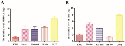 Figure 2. Evaluation of expressions of HBA1 and HBB in AML cell lines. (A) Expression of HBA1 in AML cell lines was lower than that in 293T cell. (B) Expression of HBB in AML cell lines was lower than that in 293T cell.