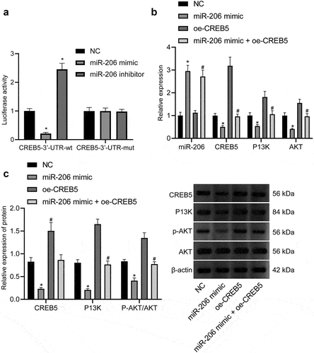 Figure 3. miR-206 targets CREB5 to suppress PI3K/AKT signaling pathway. A, Targeting relationship between miR-206 and CREB5, as assessed by dual-luciferase reporter gene assay. B, RT-qPCR detection of the expression of miR-206, CREB5, and PI3K/AKT signaling pathway-related factors in MHCC97-H cells transfected with miR-206 mimic or oe-CREB5. C, Western blot analysis of protein expression of CREB5 and PI3K/AKT signaling pathway-related factors in MHCC97-H cells transfected with miR-206 mimic or oe-CREB5. * p < 0.05 vs. the NC treatment. # p < 0.05 vs. MHCC97-H cells transfected with miR-206 mimic. Cell experiments were repeated for three times.