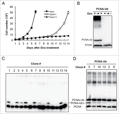 Figure 4. PCNA-Ub induced cell-cycle arrest is reversible. (A,B) Effects of Dox withdrawal on cell proliferation (A) and PCNA-Ub modification by WB analysis using an anti-PCNA antibody. The stable PCNA-Ub cells were initially treated with 2 µg/ml Dox and incubated for 7 d. Half of the cells were then washed and incubated in fresh medium without Dox (Dox+/−) and another half remained for incubation (Dox+/+) for an additional 7 d. Cells were collected at the end of the experiment (14th day) for WB. (C) Characterization of cell lines tolerant to PCNA-Ub expression. Stably-transfected PCNA-Ub cells were cultured in the presence of 2 µg/ml Dox for 3 weeks. A few colonies appeared and were selected to inoculate fresh Dox medium. Cells were collected 4 d after incubation and analyzed by WB using an anti-PCNA antibody (left panel). Note that these lines either do not express PCNA-Ub, or express a truncated PCNA-Ub (PCNA-UbΔ). (D) The selected cell lines were re-transfected with PCNA-Ub and cultured in Dox medium for 2 d before WB analysis.