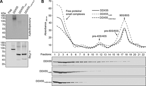 Figure 6. The C-terminal region of DDX55 is required for pre-ribosome association. (A) HEK293 cells expressing the Flag tag alone, DDX55-Flag, DDX551-403-Flag or DDX551-403+NLS-Flag were crosslinked using light at 254 nm. The tagged protein and crosslinked RNAs were retrieved on α-Flag beads under native conditions and subjected to a partial RNase digest. Complexes were then immobilized on NiNTA in denaturing conditions and co-purified RNA fragments were [32P] labelled. After elution, protein-RNA complexes were separated by denaturing PAGE, transferred to a nitrocellulose membrane and radiolabelled RNAs were detected by autoradiography. Protein samples were separated by SDS-PAGE and subjected to western blotting using an α-Flag antibody. (B) Whole cell extracts prepared from HEK293 cells expressing HEK293 cells expressing DDX55-Flag, DDX551-403-Flag or DDX551-403+NLS-Flag were separated by sucrose density gradient centrifugation. During fractionation, an absorbance profile at 260 nm was generated and the peaks corresponding to 80S mature/90S pre-ribosomes, and (pre-)40S and (pre-)60 particles are indicated (upper panel). Proteins in each fraction were separated by SDS-PAGE and analysed by western blotting using an α-Flag antibody (lower panel)