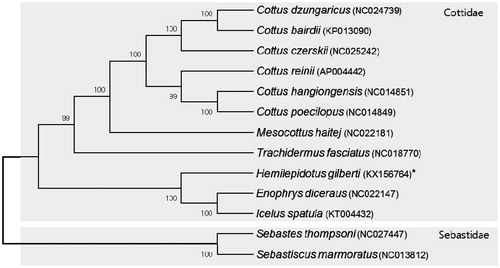 Figure 1. A NJ tree using the coding genes of complete mitochondrial genomes of H. gilberti with another 10 species belonging to family Cottidae and 2 species belonging to family Sebastidae. The complete mitogenome was downloaded from GenBank (accession number indicated after the scientific name of each species). The phylogenetic tree was constructed with MEGA6 using 5000 bootstrap replicates.