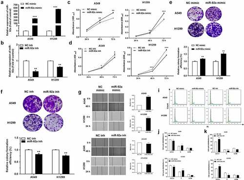 Figure 2. MiR-92a promoted cell proliferation, migration and accelerated cell cycle in NSCLC.