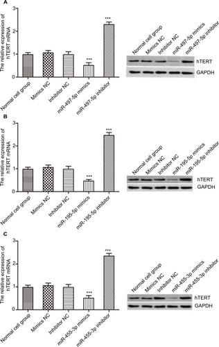 Figure 7 Overexpression of miR-497-5p (A), miR-195-5p (B) and miR-455-3p (C) decreased hTERT expression at both mRNA (left) and protein (right) levels. (D) Sequences of miR-497-5p, miR-195-5p, miR-455-3p, 3′UTR of hTERT are shown. The HEK 293T cells were cotransfected with miR-497-5p (E), miR-195-5p (F), miR-455-3p (G) mimics and luciferase reporter vectors containing a fragment of hTERT 3′UTR harboring either the binding sites (hTERT-3′UTR-wt) or a mutant sites (hTERT-3′UTR-mut).Notes: All data are presented as mean±SD, and all of these experiments were performed in triplicate. **p<0.01; ***p<0.001, compared to control groups.Abbreviations: hTERT, human telomerase reverse transcriptase; NC, negative control; wt, wild type; mut, mutant type; GAPDH, glyceraldehyde-3-phosphate dehydrogenase.