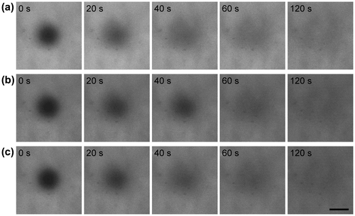 Figure 4. Fluorescence images after photobleaching as a function of time for FITC-PEG-lipids ((a) FITC-PEG-DMPE, (b) FITC-PEG-DPPE, and (c) FITC-PEG-DSPE) on a supported lipid membrane formed on CH3-glass. The images were taken after photobleaching of central region for 5 s. Scale bar = 40 μm.