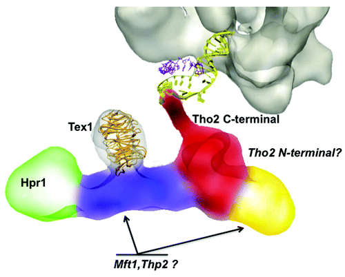 Figure 2. Three-dimensional structure of THO, generated by electron microscopy and image processing. The THO complex (EMD-2053) comprises Tho2, Hpr1, Mft1,Thp2 and Tex1 proteins. Different electron microscopy experiments have helped to localized Hpr1, Tex1 and the C-terminal region of Tho2, which is involved in nucleic acid binding [and which we show here in close relation with the RNA polymerase (EMD-1322)]. The localization of the rest of the subunits is speculative.