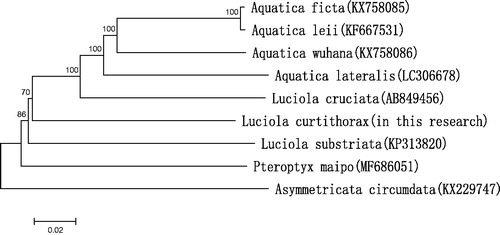 Figure 1. Molecular phylogeny of L. curtithorax and eight other firefly species based on the complete mitochondrial genome. The complete mitochondrial genome was downloaded from GenBank and the phylogenetic tree was constructed by neighbour-joining method with 1000 bootstrap replicates. MtDNA accession numbers used for tree construction are as follows: A. ficta (KX758085), A. leii (KF667531), A. wuhana (KX758086), L. cruciata (AB849456), Asymmetricata circumdata (KX229747), A. lateralis (LC306678), Pteroptyx maipo (MF686051), and L. substriata (recently identified as Sclerotia flavida by Ballantyne et al. (Citation2016) (KP313820).