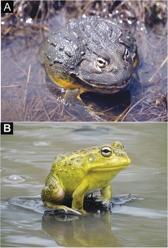Figure 1. Males of Pyxicephalus adspersus (A) from Bloemfontein, South Africa (photo A Channing) and P. edulis (B) from Gorongosa National Park, Mozambique (photo M-O Rödel).