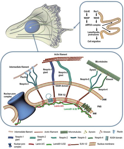 Figure 1. Molecular factors involved in cell migration. Schematic illustration showing key molecules involved in cell migration at the nuclear envelope and cell boundary. The highlighted signaling pathway depicts the formation of lamellipodia via Arp2/3 (Right). Cdc42: Cell division control protein 42 homolog; WASP: Wiskott-Aldrich syndrome protein; WAVE: WASP-family Verprolin-Homologous Protein; Arp2/3: Actin-related protein 2/3. The cytoskeleton is anchored to the intranuclear lamina through LINC molecular complexes located in the nuclear membranes (Below). ONM: Outer nuclear membrane; PNS: Perinuclear space; INM: Inner nuclear membrane; KASH: Klarsicht-ANC-1-Syne-Homolog; SUN: Sad1p; UNC-84.