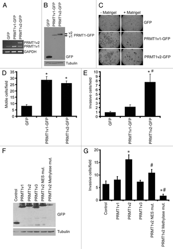 Figure 5. Overexpression of PRMT1v2 in non-invasive breast cancer cells enhances invasion. Total RNA was collected from MCF7 cells stably expressing GFP, GFP-tagged PRMT1v1 (PRMT1v1-GFP) and GFP-tagged PRMT1v2 (PRMT1v2-GFP). PCR analysis of cDNA generated from total RNA using PRMT1 primers (A). GAPDH serves as a loading control. Total protein lysates from MCF7 cells stably expressing GFP, PRMT1v1-GFP or PRMT1v2-GFP were analyzed by western blotting using an anti-GFP antibody (B). Tubulin serves as a loading control. MCF7 stably expressing GFP, PRMT1v1-GFP or PRMT1v2-GFP were analyzed for motility and invasion using Transwell chambers without (- Matrigel) or with a Matrigel layer (+ Matrigel). Cells were plated into Transwell chambers at the same density and the numbers of cells that crossed the chamber membrane was counted after 72 h. Representative images of cells that have passed through the Transwell chamber -/+ Matrigel at 20X magnification (C). Cell numbers that passed through the chamber mebranes without a Matrigel layer (D: motile cells/field) or containing a Matrigel layer (E: invasive cells/field) were counted. Data represents the mean ± standard error of four independent experiments (*p < 0.05 comparing to GFP and #p < 0.05 comparing to PRMT1v1-GFP). MCF7 cells were transiently transfected with plasmid constructs containing a C-terminal EGFP-tagged PRMT1v1, PRMT1v2, PRMT1v3, PRMT1v2 NES mutant or a PRMT1v2 catalytically inactive methylase mutant for 24 h. Western analysis for GFP shows expression of each PRMT1 isoform and PRMT1v2 mutants in MCF7 cells 24 h post transfection (F). To examine invasion, following 24 h transfection, cells were seeded into Matrigel containing Transwell chambers and incubated for 72 h. Cell numbers that passed through the chamber membranes were counted (G). Data represents the mean ± standard error of three independent experiments (*p < 0.05 comparing to control, #p < 0.05 comparing to PRMT1v2).