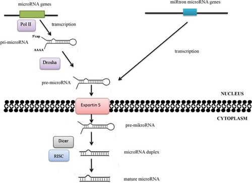 Figure 2 MicroRNA-biogenesis process.Notes: The maturation process of microRNAs takes place in two main stages. The RNA II polymerase (Pol II) is mainly responsible for transfer of microRNA genes. As a result of transcription, primary precursors are formed, ie, pri-microRNA, in which maturation enzymes from the family of ribonuclease III – Drosha and Dicer – are involved. Double-stranded pri-microRNA structures are recognized by the DGCR8 protein, which is associated with Drosha ribonuclease and together with other cofactors of the reaction forms a microprocessor complex involved in the processing of pri-microRNA transcripts in the cell nucleus. The pre-microRNA formed as a result of maturation is then transported to the cytoplasm using the exportin 5–Ran-GTP protein complex. Within the cytoplasm, the pre-microRNA joins the Dicer ribonuclease. As a result of Dicer ribonuclease activity in cooperation with cofactors (argonaute protein, TAR binding protein, or PKR protein activator), double-stranded microRNA duplexes are formed. The active form of duplex microRNA is incorporated into the RISC protein, in which it obtains its biological maturity.