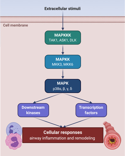 Figure 1 Activation of p38 MAPK signalling module. p38 MAPK is activated through a kinase cascade triggered by extracellular inflammatory stimuli. This sequential phosphorylation pathway includes MAPK kinase kinases (MAPKKK) TAK1, ASK1 and DLK, whose targets are MAPK kinases (MAPKK) MKK3 and MKK6, which phosphorylate and activate the α, β, γ, and δ isoforms of p38 MAPK. The latter in turn phosphorylates downstream kinases and transcription factors involved in cellular responses underlying airway inflammation and remodelling. This original figure was created by the authors using BioRender.com.