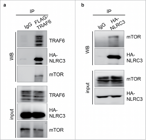 Figure 1. NLRC3 sequesters mTOR-TRAF6 complex. (A) Human embryonic kidney (HEK) 293T cells were transfected with the FLAG-TRAF6, HA-NLRC3, and mTOR plasmids. TRAF6 immunoprecipitates were analyzed for TRAF6, HA, and mTOR expression by western blot. (B) 293T cells were transfected with HA-NLRC3 and mTOR plasmids. HA immunoprecipitates were analyzed for mTOR and HA expression. Data represent 1 experiment representative of 2 independent experiments.