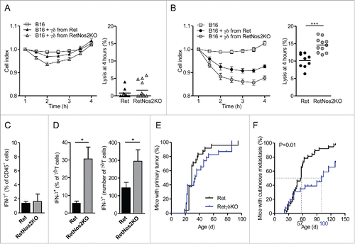 Figure 4. NOS2 improves pro-tumor properties of γδ Tcells. (A, B) Cytotoxic activity of γδ T cells derived from Ret and RetNos2KO mice. B16 cells were seeded in wells of E-plates. γδ T cells stimulated with anti-CD28 (A) or anti-CD3 plus anti-CD28 (B) were added to a ratio of one γδ T cell for two B16 cells (see Methods). The inhibition of tumor cell proliferation was assessed by dynamically monitoring every 30 min on cell impedance. The graph (left) shows the normalized cell index values. The percent of B16 melanoma cell lysis (right) was calculated 4 h after addition of effector cells. Data are pooled from two independent experiments with 9 (non-stimulated and stimulated Ret), 11 (stimulated RetNos2KO) and 13 (non-stimulated RetNos2KO) replicates. (C,D) IFNγ production assessed by flow cytometry on single-cell suspensions derived from primary tumors of Ret (n = 5) and RetNos2KO mice (n = 4) after PMA/ionomycin stimulation. (C) Percentage of total IFNγ producing CD45+ cells. (D) Percentage (left) and absolute number (right) of γδ T cells producing IFNγ. (E,F) 4-mo follow-up of melanoma development from Ret (n = 37) and RetγδKO (n = 26) mice. Time courses of primary tumor (F) and cutaneous metastasis (F) onset. Mice were examined every 2 weeks. Data are mean ± SEM. ((A)and (B) left, C,D) except mean ((A)and (B) right). Each point represents one replicate ((A)and (B) right). *p < 0.05, ***p < 0.001 (Mann–Whitney test (A–C) and Mantel-Cox test (E,F)).