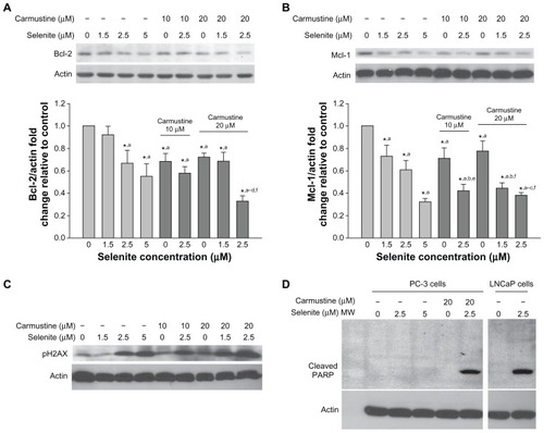 Figure 6 Nontoxic doses of selenite decrease the expression of antiapoptotic proteins, triggered PARP cleavage, and induced DNA double-strand breaks in PC-3 cells sensitized with carmustine. Prostate cancer cells were pretreated with 10 or 20 μM carmustine for 30 minutes and then treated with the indicated concentrations of selenite (1.5–5 μM) for 24 hours. Cell lysates were prepared as described in the Materials and methods section. (A) Bcl-2 and (B) Mcl-1 protein expression were determined by Western blot analysis in PC-3 cells. A typical Western blot from 1 of 3 experiments is shown. Densitometric analysis was performed on samples to evaluate the levels of Bcl-2 and Mcl-1 protein expression in a quantitative manner. Graph represents the ratio of Bcl-2 or Mcl-1 protein expression over β-actin (bottom panel). Data are normalized to control. Comparisons shown: (a) significant compared with control; (b) significant compared with 1.5 μM selenite-treated cells; (c) significant compared with 2.5 μM selenite-treated cells; (d) significant compared with 5.0 μM selenite-treated cells; (e) significant compared with 10 μM carmustine-treated cells; and (f) significant compared with 20 μM carmustine-treated cells. (C) Phospho-H2AX (a marker of DNA double-strand breaks) was determined by Western blot analysis in PC-3 cells as described in the Materials and methods section. The blots shown are representative of three separate experiments. β-actin was used as a loading control. (D) PARP protein expression was determined by Western blot analysis in PC-3 and LNCaP cells as described in the Materials and methods section. The blots shown are representative of three separate experiments. β-actin was used as a loading control.Abbreviation: MW, molecular weight.