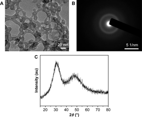 Figure 2 TEM micrograph and crystal phase of ACP nanoparticles.Notes: (A) TEM characterization of ACP nanoparticles. (B) SAED patterns of ACP nanoparticles. (C) XRD pattern of ACP nanoparticles.Abbreviations: TEM, transmission electron microscopy; ACP, amorphous calcium phosphate; SAED, selected-area electron diffraction; XRD, X-ray powder diffraction.