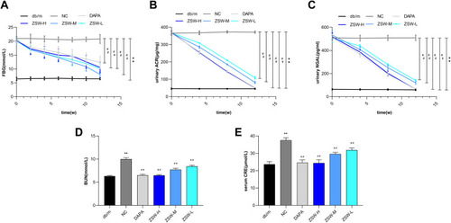 Figure 6 ZSW treatment alleviates levels of FBG (A) and major biochemical indexes of renal injuries including urinary ACR (B), urinary NGAL(C), BUN (D) and serum CRE (E) in db/db mice. Data are presented as mean ± SD (n = 10). **P < 0.01, vs db/m group; ##P < 0.01, vs NC group.