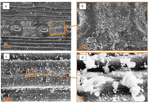Figure 5. Representative scanning electron micrographs showing the particles on the stomata strips (a) and striped bands (c) of PS needles; (b) and (d) correspond to the square areas on (a) and (c), respectively, with higher magnification