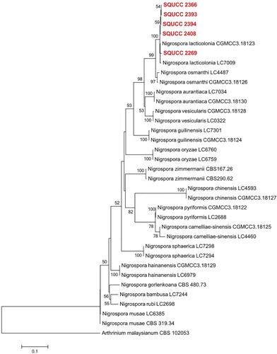 Figure 6. Phylogram generated from ML analysis based on combined ITS, TEF and TUB sequence data of Nigrospora species. Isolates derived from this study are in red bold. RAxML bootstrap support values above 50 are given at the nodes. The tree is rooted with Arthrinium malaysianum (CBS 102053).