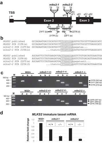 Figure 3. Genotypic characterization of MLKS2 alleles. Two transposon-tagged alleles of MLKS2, mlks2-1 and mlks2-2 are depicted. a) MLKS2 gene model showing the location of Mu1 transposon insertion sites (triangles) for two alleles. The positions of allele-specific primer pairs (gF1, gR1 and gF2, gR2) and Tir6 primer (T6) at the Mu1 transposon terminal inverted repeat sequence are marked with arrows. The positions of primer pairs (qF1, qR1; qF2, qR2; or qF3, qR3) used for qRT-PCR are also marked with arrows. The PCR products (21FR, 21FT, 21TR, 22FR, 22FT, and 22TF) used for sequence verification, genotyping, and quantitative RT-PCR are indicated below the gene model. b) Sequences aligned around the insertion site include the published parental sequence [Citation82], the wild-type allele from PCR products (‘a’ and ‘d’) from W22, and the mutator-flanking sequences from PCR products (‘b’,”c”, ‘e’, and ‘f’) using one gene primer and one mutator-specific primer (T6). In both alleles, a 9-bp duplication (underlined) was detected. c) Agarose gels showing PCR products amplified from W22 and plants from families segregating for mlks2-1 (top gel) or mlks2-2 (bottom gel) allele. The PCR products were amplified using gene-specific primer pairs (lanes/PCR products a, d) or primer pairs from one gene-specific primer and one mutator (T6) primer (lanes/PCR products b, c, e, f). Plant genotypes are shown on the top of the gels, primer pairs and band sizes are indicated on the right. The lanes ‘M’ contain 100 bp DNA marker fragments at the lengths indicated. d) Fold change in the transcript levels of MLKS2 in families segregating for mlks2-1 or mlks2-2; homozygous WT siblings (+/+) or homozygous mutant plants (-/-) were quantified relative to W22 using an average of 3 primer pairs (qF1-qR1, qF2-qR2, qF3-qR3) as measured by qRT-PCR.