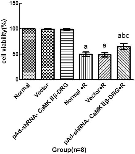 Figure 1. Cell viability of the cells in every group. (x¯± s, n = 8), Compared with normal group, ap < .05, compared with normal + R group, bp < .05, compared with vector + R group, cp < .05.