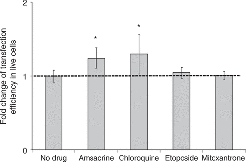 Figure 6. Effect of treatment with drugs believed to down-regulate TOP2α on gene transfection after US exposure. Amsacrine treatment (200 nM) and chloroquine treatment (100 µM) increased transfection efficiency mediated by US. Etoposide treatment (200 nM) and Mitoxantrone treatment (200 nM) did not affect transfection efficiency. Data represent the averages of n ≥ 3 replicates with standard deviation error bars (*paired Student's t-test, p < 0.05).