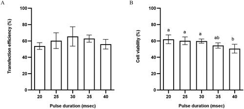 Figure 2. (A) Transfection efficiency and (B) cell viability of horse skeletal muscle satellite cells using different pulsed durations. Values with superscript letters a and b are significantly different between the two groups (p < 0.05).