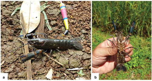 Figure 5. Crayfish Cherax quadricarinatus used as live bait by Indonesian anglers.