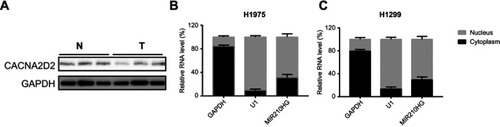 Figure S1 (A) The protein level of CACNA2D2 in normal and tumor tissues. (B and C) The distribution of MIR210HG in H1975 and H1299.