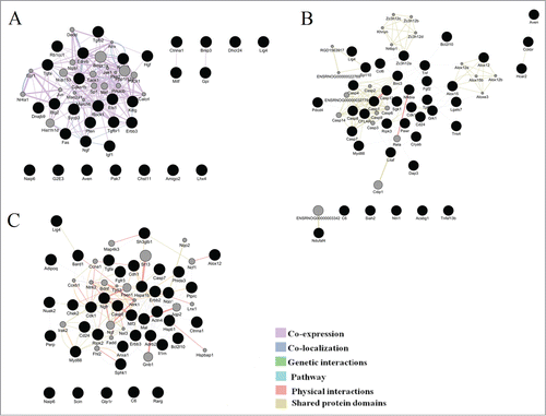 Figure 4. Illustration of the association networks of apoptosis in 20-day-old (A), 3-month-old (B), and 18-month-old rats (C). In each of these networks, black circles denote differentially expressed genes (DEG), whereas the GeneMANIA-predicted genes are shown in gray.