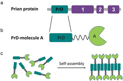 Figure 2. The general genetic fusion approach for functionalized nanomaterials. (a) Domain organization of the prion protein: soft amyloid core (SAC) (red) within the prion domain (PrD) (green) and the respective functional domains (purple) in a prion protein are shown. (b) Cartoon of the prion domain fused to molecule A, which represents a globular functional protein. (c) Soluble fusion protein self-assembly into nanofibrils, which preserve the function of molecule A.