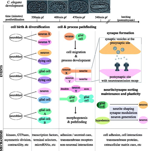 Figure 2. Core neurodevelopment processes that support the formation of the nervous system. The schematics summarizes selected events in nervous system formation, implicating cell autonomous factors, cell interactions and non cell-autonomous cues. Through development (from left to right), neuroblasts give rise to nervous system components, neurons and glia migrate, grow and diversify processes to then reach targets and generate synaptic connections. These connections are subject to maintenance and plasticity by mechanisms acting in neuronal or associated, non-neuronal cells, such as glial cells and hypodermal cells. Specifically, non-neuronal glia and hypodermal cells can generate postembryonic neurons, by division or transdifferentiation and in other instances they function for synapse maintenance or plasticity. For details and citations of the events and underlying mechanisms mentioned here, see in text.