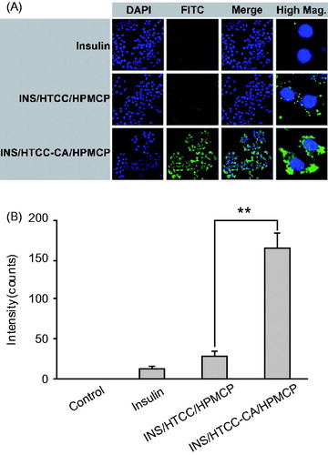 Figure 3. HepG-2 cellular uptakes after 4 h incubation with FITC-INS, FITC-INS/HTCC/HPMCP, and FITC-INS/HTCC-CA/HPMCP at insulin concentration of 50 μg/mL. (A) CLSM images of HepG-2 cells, and (B) geometric mean values of FITC-INS fluorescence intensities of the flow cytometry analysis (n = 3). The cell nuclei were stained with DAPI. **p < .01.