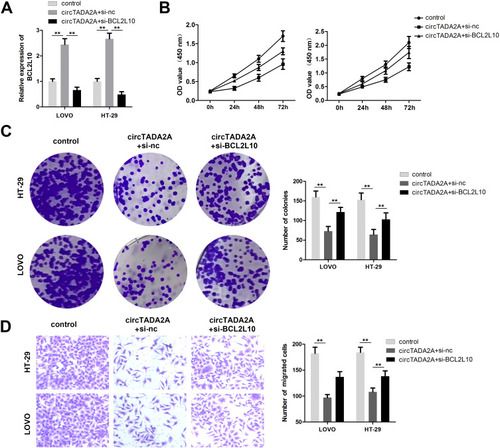 Figure 6 BCL2L10 knockdown reversed the effect of circTADA2A on colorectal cancer progression. (A) The effectiveness of transfection was determined by qRT-PCR assay (n=6). (B and C) Cell proliferative capacity was detected with CCK-8 and colony formation assays (n=6). (D) Transwell migration assay was used to examine the effects of miR-1229/BCL2L10 axis on colorectal cancer cell migration (n=6). **p≤0.01.