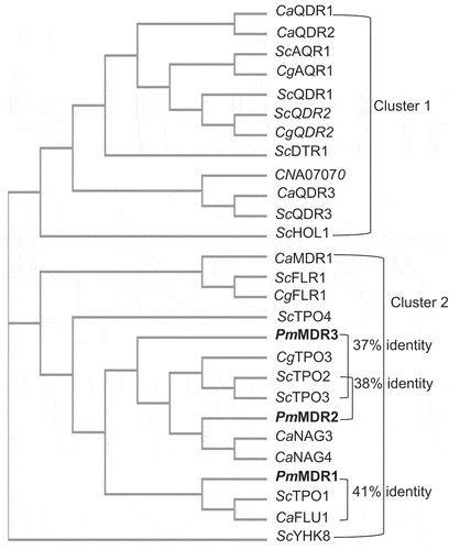 Figure 2. The phylogenetic relationship of all characterized DHA1 transporters in S. cerevisiae, C. albicans, C. glabrata, C. neoformans, and P. marneffei.The proteins characterized in the present work (PmMDR1, PmMDR2, and PmMDR3) are indicated in boldfaced type.